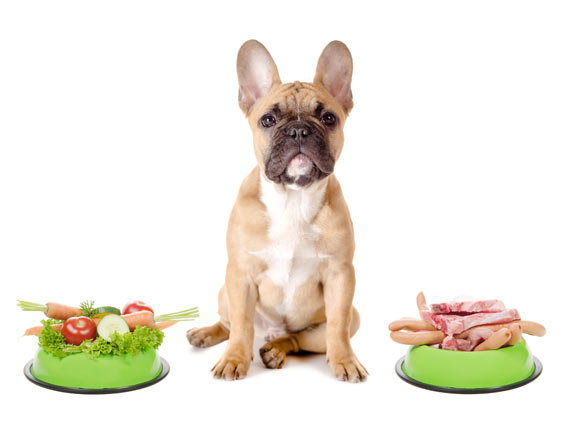 Food Allergies and Your Pet.jpg