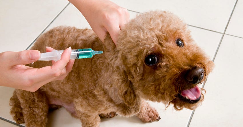 Corticosteroids for Pets.jpg