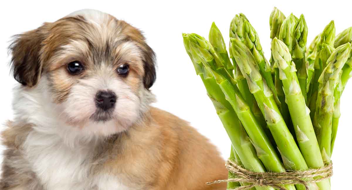 Can I Feed My Dog Asparagus.jpg